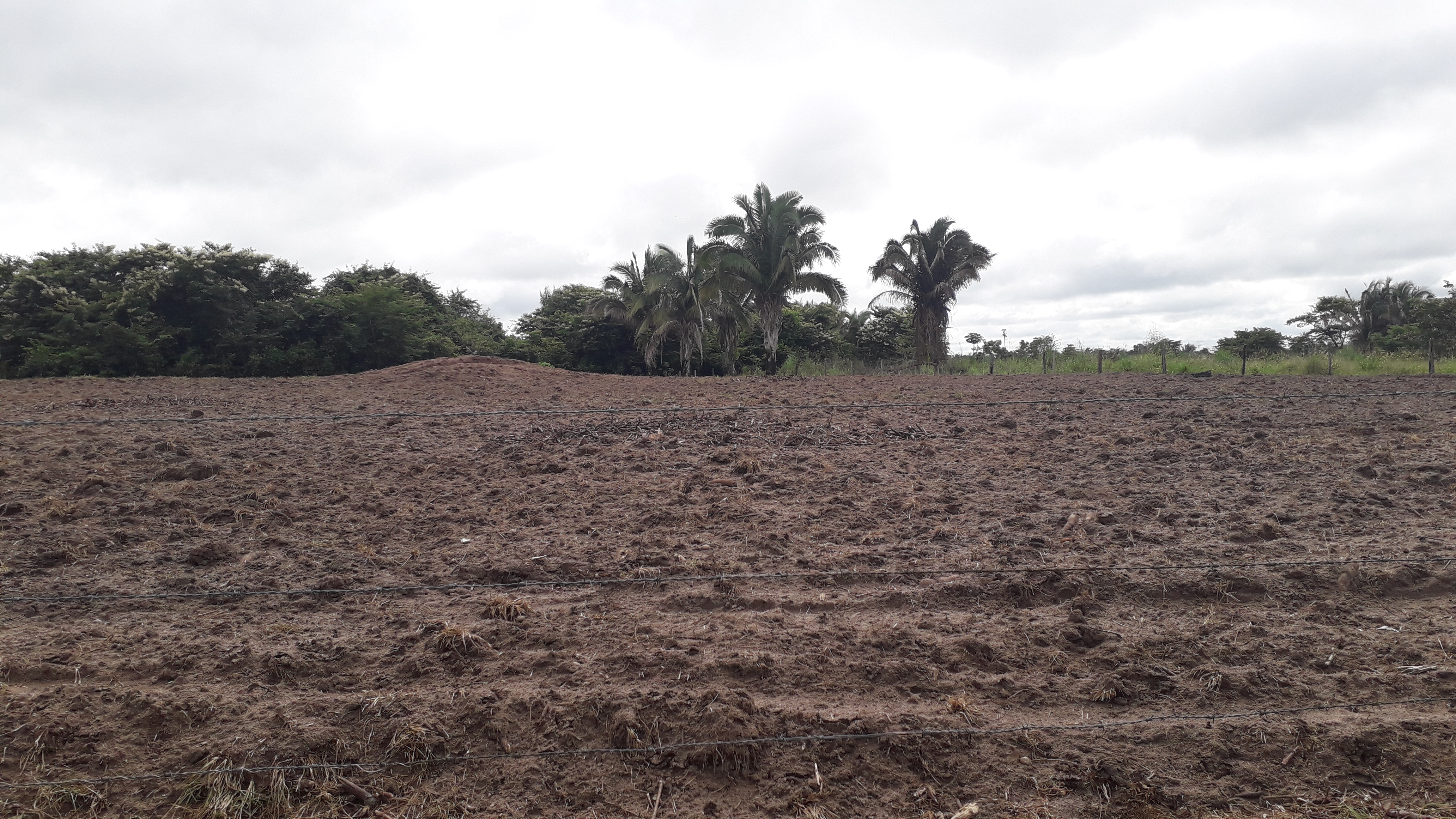 PREFEITURA DE BURITI REALIZA PREPARO DE SOLO PARA PEQUENOS AGRICULTORES DO MUNICIPIO